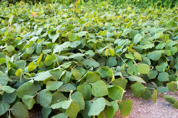 Cover crop,soil