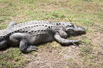 Caiman latirostris