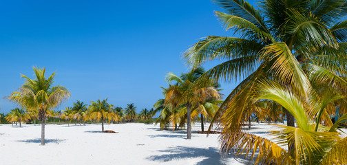 Fototapeta na wymiar Palm trees at beach