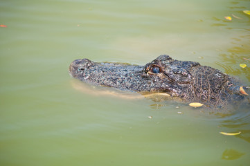 Caiman latirostris