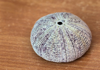 Sea urchin shell on wood background. Shallow depth of field.