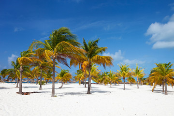 Obraz na płótnie Canvas Palm trees at beach
