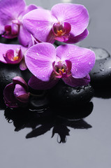 still life with pink orchid on pebbles with reflection
