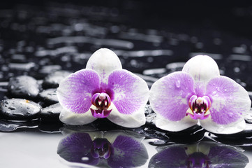 Fototapeta na wymiar Two gorgeous orchid on stones reflection