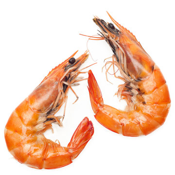 Close up shrimp isolated on white background
