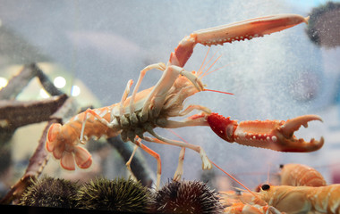 Langoustine in aquarium
