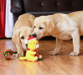 Two dogs with toy on home