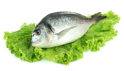 Dorado fish isolated on white