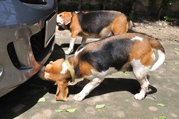 Action of beagle dogs smelling something.