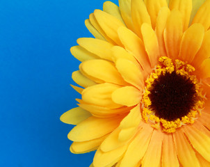 Yellow gerbera, isolated on blue background