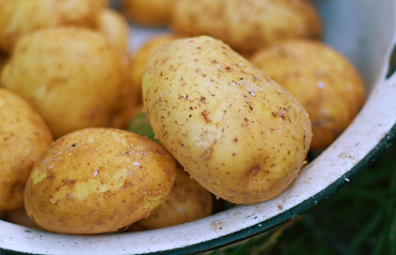  fresh tasty new potatoes.