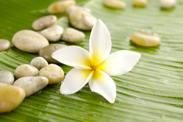 Obraz na płótnie Canvas White frangipani and pile of stones on banana leaf