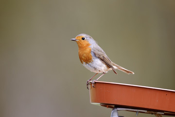 Robin, Erithacus rubecula