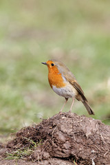 Robin, Erithacus rubecula