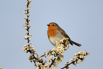 Robin, Erithacus rubecula