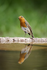 Fototapeta premium Robin, Erithacus rubecula