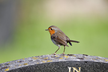 Robin, Erithacus rubecula