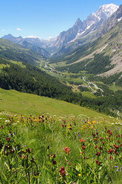 Ferret Valley covered by flowers and Mont Blanc
