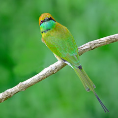 Little Green Bee-eater