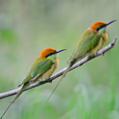 Little Green Bee-eater