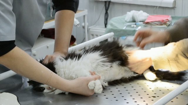 cat vaccination in veterinary clinic