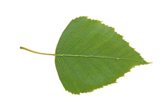 Green leaf of Birch isolated on white