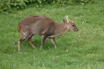 Muntjac, Muntiacus reevesi