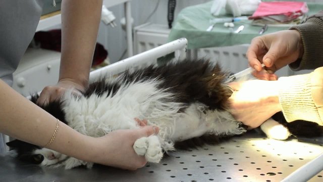 intramuscular injection to a cat in a veterinary clinic