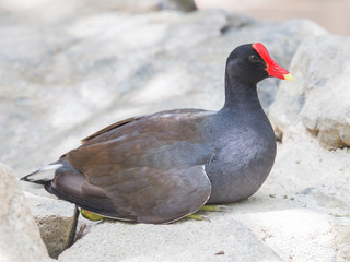 Moorhen resting on a rock