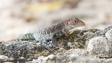Wild water monitor (Varanus salvator)