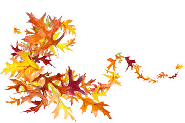 Swirl of falling autumn oak leaves isolated on white