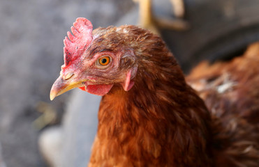 Red Chicken Head Close-Up
