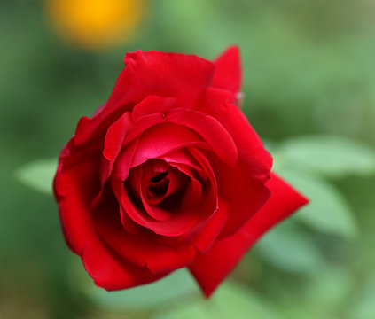 Close up of red rose.