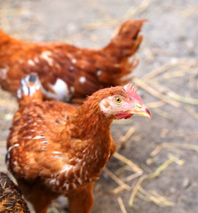 Free - range brown hens. Henyard.