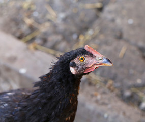 Head of gray hen. Close up.