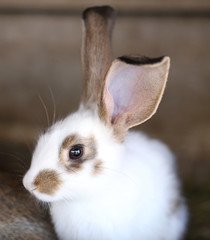 White rabbit with blask spots.