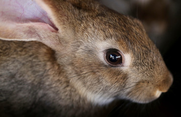Young rabbit animal farm and breeding.