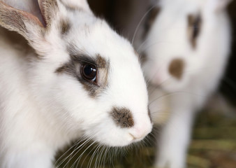 White rabbit with blask spots. © indigolotos