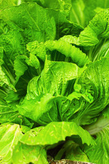 Fototapeta premium chinese cabbage