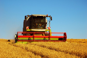 Combine harvester at work harvesting a field of wheat