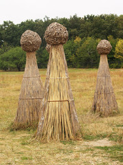 Sheafs of hay on the field © nimdamer