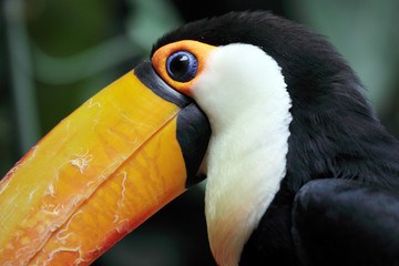 toucan