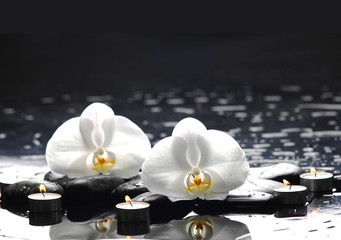 still life with two white orchid on black pebbles