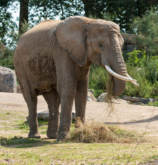 Elephant eats grass and hay