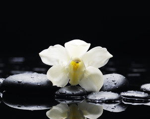 Naklejka na ściany i meble white orchid on pebble reflection