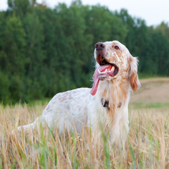 English setter with brown spots on wheat field