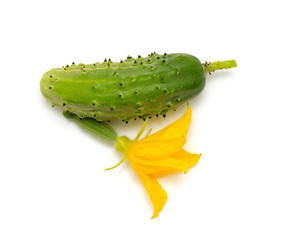 fresh cucumbers isolated on white background