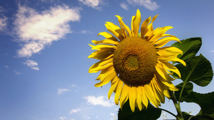 Blooming sunflowers