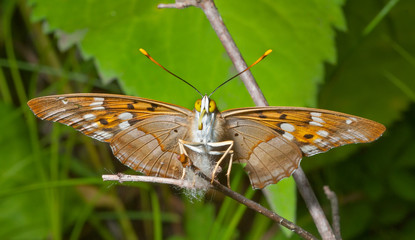 Butterfly (Apatura substituta) 3