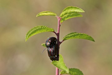 Paarung des Regenbogen-Blattkäfers (Chrysolina cerealis)
